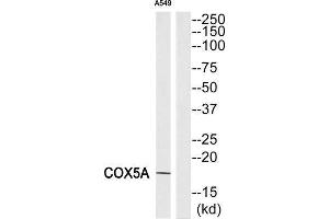 Western Blotting (WB) image for anti-Cytochrome C Oxidase Subunit Va (COX5A) (Internal Region) antibody (ABIN1850326) (COX5A 抗体  (Internal Region))