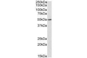 Image no. 1 for anti-Indoleamine 2,3-Dioxygenase 2 (IDO2) (C-Term) antibody (ABIN401520) (IDO2 抗体  (C-Term))