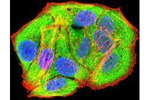 Immunofluorescence (IF) image for anti-RAD21 Homolog (RAD21) (AA 287-403) antibody (ABIN5542652)