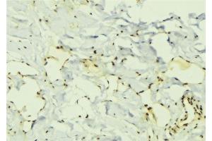 ABIN6276759 at 1/100 staining Mouse muscle tissue by IHC-P. (ELAVL1 抗体  (Internal Region))