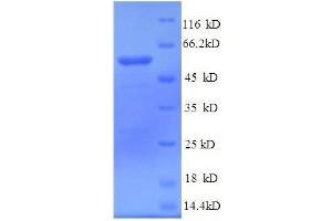 TUBB3 Protein (AA 1-210, partial) (GST tag)