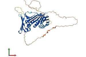 Protein Structure (PS) image for RAD9 Homolog B (RAD9B) (AA 1-403) protein (His tag) (ABIN7558124)