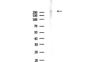 anti-Ubiquitin Specific Peptidase 9, X-Linked (USP9X) (N-Term) antibody