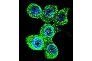Confocal immunofluorescent analysis of GALE Antibody (Center) (ABIN390889 and ABIN2841099) with WiDr cell followed by Alexa Fluor 488-conjugated goat anti-rabbit lgG (green). (GALE 抗体  (AA 142-171))