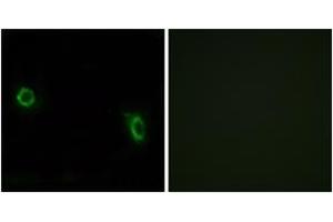 Immunofluorescence analysis of MCF7 cells, using OR6J1 Antibody. (OR6J1 抗体  (AA 231-280))