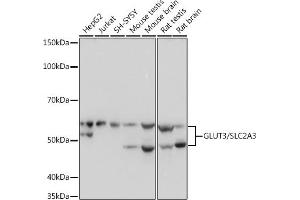 Western blot analysis of extracts of various cell lines, using GLUT3/SLC2 Rabbit mAb (ABIN7270415) at 1:1000 dilution. (SLC2A3 抗体)