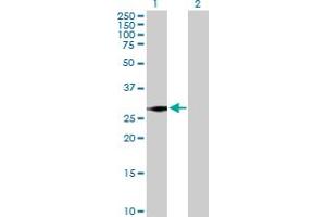 Western Blot analysis of SNRPN expression in transfected 293T cell line by SNRPN MaxPab polyclonal antibody. (SNRPN 抗体  (AA 1-240))