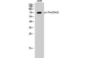 Western Blotting (WB) image for anti-c-Fos (c-Fos) (pSer362) antibody (ABIN3173217) (c-FOS 抗体  (pSer362))