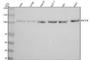 Western blot analysis of PIK3CB using anti-PIK3CB antibody (ABIN7605946).