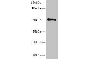 Western blot All lanes: UNC93A antibody at 14 μg/mL + Hela whole cell lysate Secondary Goat polyclonal to rabbit IgG at 1/10000 dilution Predicted band size: 51, 46 kDa Observed band size: 51 kDa (UNC93A 抗体  (AA 374-415))