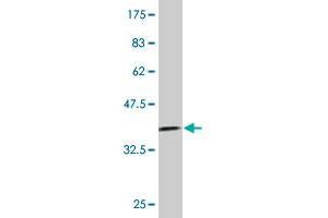 Western Blotting (WB) image for anti-Ribosomal Protein S7 (RPS7) (AA 95-194) antibody (ABIN562725)