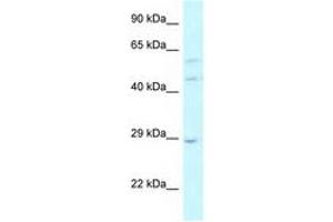 Image no. 1 for anti-LSM14A, SCD6 Homolog A (LSM14A) (AA 324-373) antibody (ABIN6743819) (LSM14A 抗体  (AA 324-373))