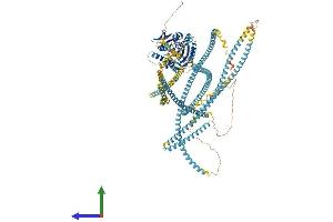 AlphaFold protein structure predicition of Mouse Recombinant Kif15 Protein, UniprotID Q6P9L6 (KIF15 Protein (AA 1-1387) (His tag))