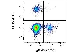 Flow cytometry analysis (surface staining) of human peripheral blood using anti-IgG (Fc), clone EM-07, FITC. (小鼠 anti-人 IgG Fc (Fc Region) Antibody (FITC))