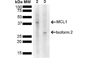 Western blot analysis of Rat, Mouse Liver showing detection of 37. (MCL-1 抗体  (AA 70-170) (FITC))