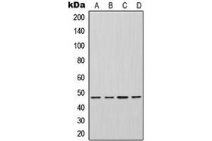 Western blot analysis of Inhibin beta A expression in HeLa (A), HepG2 (B), mouse brain (C), H9C2 (D) whole cell lysates. (INHBA 抗体  (Center))