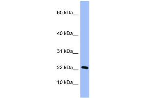 Western Blotting (WB) image for anti-Peptidyl Prolyl Cis/Trans Isomerase NIMA Interacting 4 Protein (PIN4) (Middle Region) antibody (ABIN2786842)