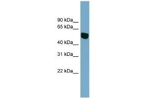 WB Suggested Anti-SLC38A5 Antibody Titration:  0. (Slc38a5 抗体  (N-Term))