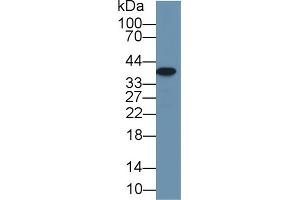 Western Blotting (WB) image for anti-Arginase, Type II (ARG2) (AA 23-354) antibody (ABIN1077838)