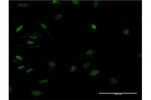 Immunofluorescence (IF) image for anti-High Mobility Group Box 2 (HMGB2) (AA 1-195) antibody (ABIN947976)