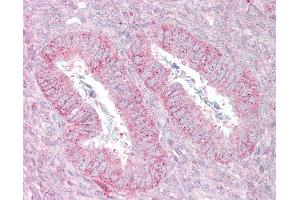 Anti-SUFU antibody IHC of human uterus. (SUFUH 抗体  (C-Term))