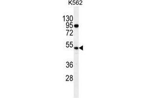 TdT Antibody (C-term) western blot analysis in K562 cell line lysates (35 µg/lane). (TdT 抗体  (C-Term))