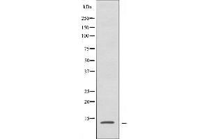 Western blot analysis of extracts from HepG2 cells, using RPL34 antibody. (RPL34 抗体)