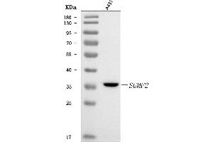 Western blot analysis of SUMF2 using anti-SUMF2 antibody (ABIN7600954).