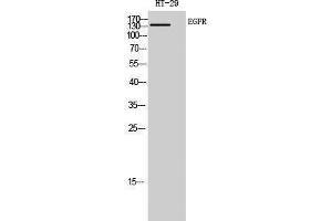 Western Blotting (WB) image for anti-Epidermal Growth Factor Receptor (EGFR) (Ser322), (Ser325) antibody (ABIN3180031) (EGFR 抗体  (Ser322, Ser325))