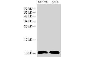 Western Blot analysis of U87-MG and A549 cells using S100A6 Polyclonal Antibody at dilution of 1:1500 (S100A6 抗体)