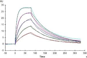 Human IL-2 R beta, His Tag captured on CM5 Chip via Anti-His Antibody can bind Human IL-15, No Tag with an affinity constant of 5. (IL-15 蛋白)