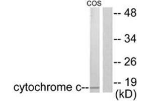 Western blot analysis of extracts from COS7 cells, using Cytochrome c Antibody. (Cytochrome C 抗体  (AA 10-59))