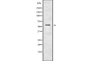 Western blot analysis of KCNS1 using LOVO whole cell lysates (KCNS1 抗体  (C-Term))