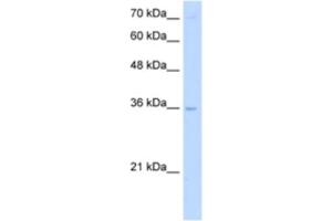 Western Blotting (WB) image for anti-Primase, DNA, Polypeptide 2 (58kDa) (PRIM2) antibody (ABIN2463269) (PRIM2 抗体)