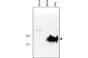 Image no. 1 for anti-Ring Finger and FYVE-Like Domain Containing 1 (RFFL) (AA 1-363), (N-Term) antibody (ABIN401034) (RFFL 抗体  (N-Term))