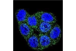 Confocal immunofluorescent analysis of GSTP1 Antibody (C-term) Cat. (GSTP1 抗体  (C-Term))