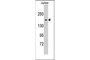 Western blot analysis of anti-EPRS Pab in Jurkat cell line lysates (35ug/lane). (EPRS 抗体  (N-Term))