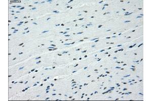 Image no. 3 for anti-Budding Uninhibited By Benzimidazoles 1 Homolog beta (Yeast) (BUB1B) antibody (ABIN1496996) (BUB1B 抗体)