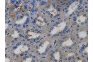 DAB staining on IHC-P; Samples: Mouse Stomach Tissue (Ghrelin 抗体  (AA 28-117))