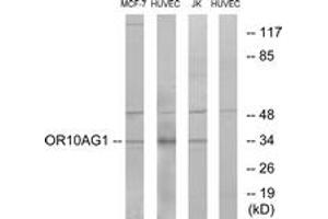 Western blot analysis of extracts from HuvEc/MCF-7/Jurkat cells, using OR10AG1 Antibody. (OR10AG1 抗体  (AA 231-280))