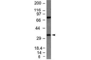 Western blot testing of HepG2 lysate with Bcl10 antibody (BCL10 抗体  (AA 122-168))