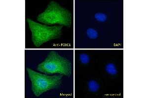 ABIN185028 Immunofluorescence analysis of paraformaldehyde fixed U2OS cells, permeabilized with 0. (FOXC1 抗体  (C-Term))