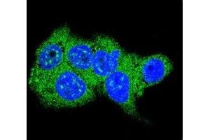 Confocal immunofluorescent analysis of Aldolase antibody with HepG2 cells followed by Alexa Fluor 488-conjugated goat anti-rabbit lgG (green). (ALDOA 抗体  (AA 66-95))