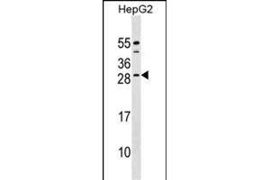 CABP4 Antibody (C-term) (ABIN1536786 and ABIN2848976) western blot analysis in HepG2 cell line lysates (35 μg/lane). (CABP4 抗体  (C-Term))