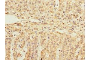 Immunohistochemistry of paraffin-embedded human adrenal gland tissue using ABIN7152154 at dilution of 1:100 (EIF3F 抗体  (AA 88-357))