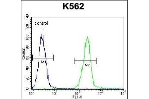 RS2 Antibody (Center) (ABIN391806 and ABIN2837974) flow cytometric analysis of K562 cells (right histogram) compared to a negative control cell (left histogram). (AARS2 抗体  (AA 366-394))