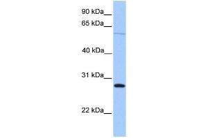 CBLN4 antibody used at 1 ug/ml to detect target protein. (CBLN4 抗体  (C-Term))