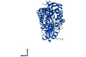 Protein Structure (PS) image for Aldehyde Dehydrogenase 9 Family, Member A1 (ALDH9A1) (AA 1-494) protein (His tag) (ABIN7551968)