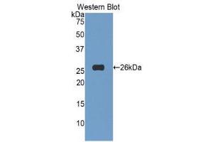 Western Blotting (WB) image for anti-Tumor Necrosis Factor (Ligand) Superfamily, Member 14 (TNFSF14) (AA 62-240) antibody (ABIN5661996) (TNFSF14 抗体  (AA 62-240))