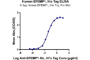Immobilized Human EFEMP1, His Tag at 1 μg/mL (100 μL/Well) on the plate. (FBLN3 Protein (AA 18-493) (His tag))